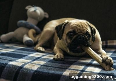 立博深度解析：炸金花与彩票投注中复式与单式的实战效果对比